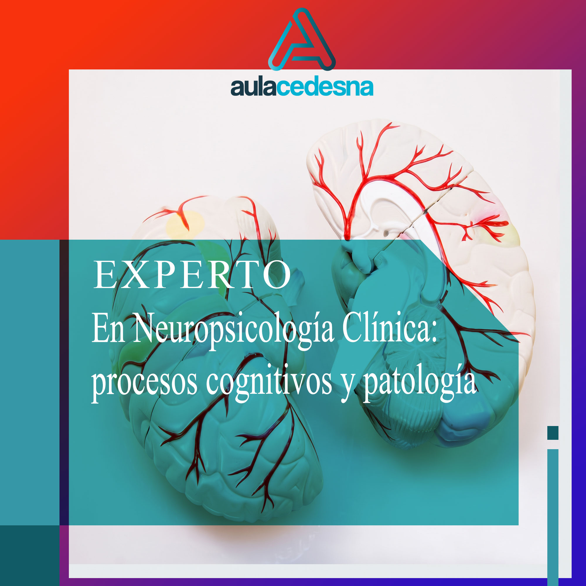 Experto en Neuropsicología Clínica: procesos cognitivos y patología